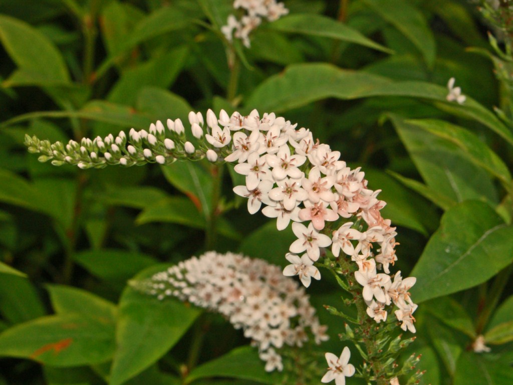 Una lunga inflorescenza bianca - Lysimachia clethroides